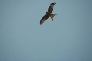 falcão em céu foto