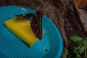 delicado colorida culto borboleta dentro a borboleta casa dentro fechar-se foto