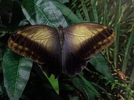 delicado colorida culto borboleta dentro a borboleta casa dentro fechar-se foto