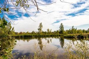 lagoa pacífica com árvores foto