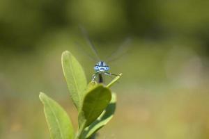 pequeno predatório azul libélula entre verde folhas dentro a caloroso brilho do sol foto