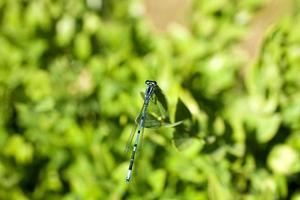 pequeno predatório azul libélula entre verde folhas dentro a caloroso brilho do sol foto