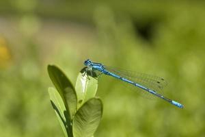 pequeno predatório azul libélula entre verde folhas dentro a caloroso brilho do sol foto