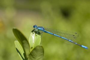 pequeno predatório azul libélula entre verde folhas dentro a caloroso brilho do sol foto