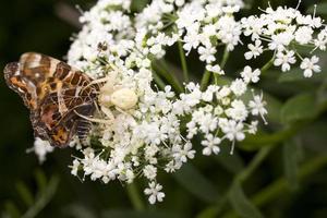 branco aranha come uma borboleta em uma verão flor foto