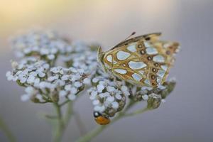 Castanho borboleta sentado em uma verão branco flor foto