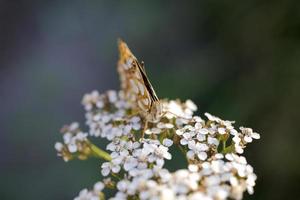 Castanho borboleta sentado em uma verão branco flor foto