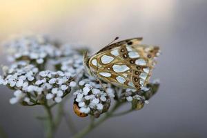 Castanho borboleta sentado em uma verão branco flor foto