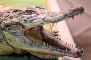 cabeça de crocodilo com boca dentuça e olhos amarelos de perto foto