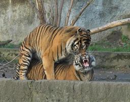 antigo selvagem tigre foto