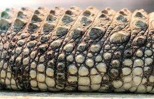 Detalhe de pele de crocodilo de crocodilo padrão close up foto