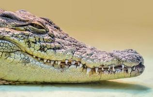 cabeça de crocodilo com boca cheia de dentes e olhos amarelos isolados de perto em um fundo amarelo foto