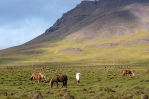 grupo de cavalos islandeses pastando em um campo