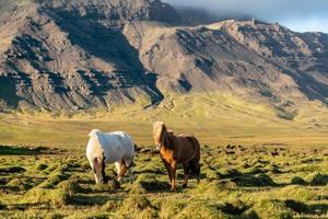 casal de cavalos islandeses pastando em um campo rochoso na Islândia