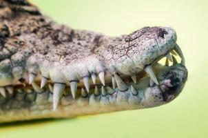 boca aberta de um crocodilo com presas afiadas isoladas de perto