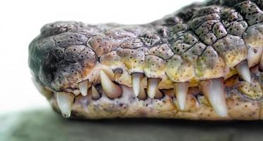 boca de um crocodilo com presas afiadas isoladas de perto foto