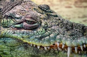 cabeça de crocodilo com boca dentuça e olhos verdes close-up em um fundo amarelo foto
