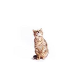gato malhado gordo olhando para cima em um fundo branco foto