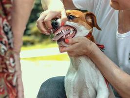 manipulador mostra os dentes de um jack russell terrier para um especialista foto