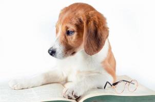 filhote de cachorro ruivo branco com orelhas compridas deitado em um grande livro de papel verde foto