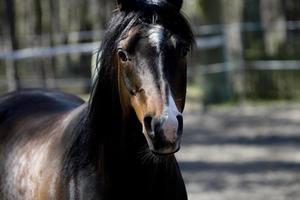 cavalo dentro a viga foto