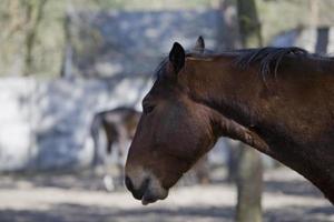 cavalo dentro a viga foto