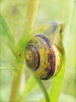 eu pequeno Caracol escondido dentro uma colorida Concha dormindo em a Relva dentro uma verão Prado foto