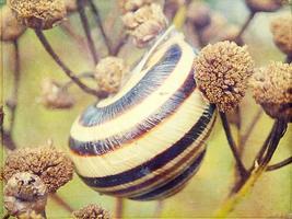 eu pequeno Caracol escondido dentro uma colorida Concha dormindo em a Relva dentro uma verão Prado foto