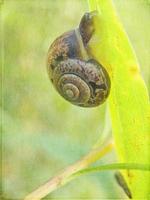 eu pequeno Caracol escondido dentro uma colorida Concha dormindo em a Relva dentro uma verão Prado foto