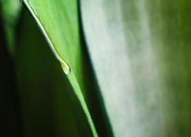 gota de orvalho em uma folha verde fresca de uma planta, fundo macro primavera close-up foto