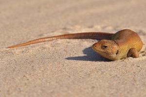 pequeno Castanho lagarto aquecendo em a frio areia em a de praia foto