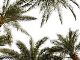 padrão de galhos de palmeira em um fundo branco no Egito foto