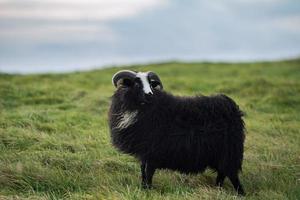 ovelha negra em pé na grama verde foto
