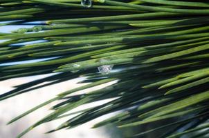 gotas de água nas agulhas verdes de uma árvore de abeto, macro close-up, fundo de primavera foto