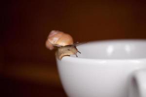 uma pequeno Caracol vagando em uma branquear copo foto