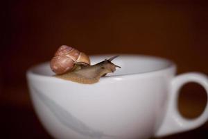 uma pequeno Caracol vagando em uma branquear copo foto