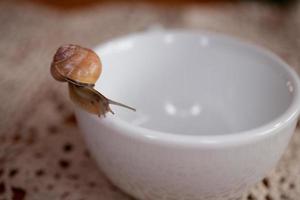 uma pequeno Caracol vagando em uma branco copo foto