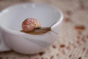 uma pequeno Caracol vagando em uma branco copo foto