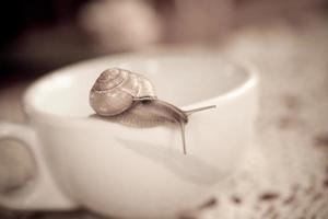 uma pequeno Caracol vagando em uma branco copo foto