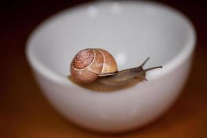 uma pequeno Caracol vagando em uma branquear copo foto