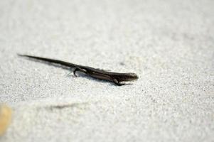 pequeno ágil lagarto aquecendo dentro a Primavera Sol em a Claro caloroso areia do a de praia foto