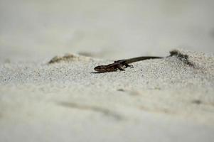 pequeno ágil lagarto aquecendo dentro a Primavera Sol em a Claro caloroso areia do a de praia foto