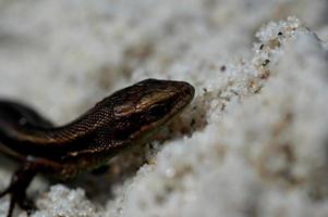 pequeno ágil lagarto aquecendo dentro a Primavera Sol em a Claro caloroso areia do a de praia foto