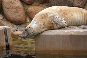 jogando salvou foca dentro uma jardim zoológico dentro Polônia foto