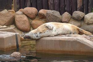 jogando salvou foca dentro uma jardim zoológico dentro Polônia foto