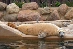 jogando salvou foca dentro uma jardim zoológico dentro Polônia foto