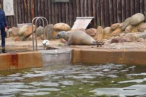 jogando salvou foca dentro uma jardim zoológico dentro Polônia foto