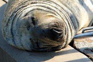 jogando salvou foca dentro uma jardim zoológico dentro Polônia foto