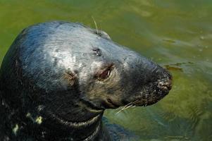 jogando salvou foca dentro uma jardim zoológico dentro Polônia foto