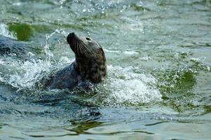 jogando salvou foca dentro uma jardim zoológico dentro Polônia foto